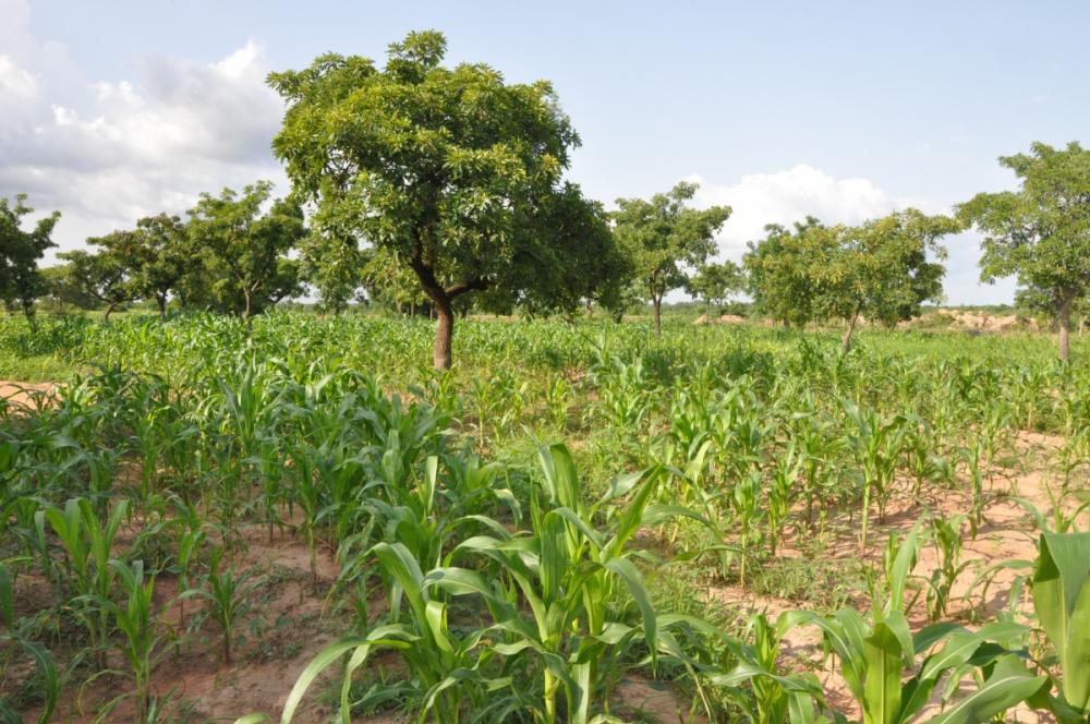 Shea trees in a mixed agroforestry system with maize. Cash crops and demand for charcoal are reducing numbers across the “shea belt.” Photo Credit: Iago Hale / UNH