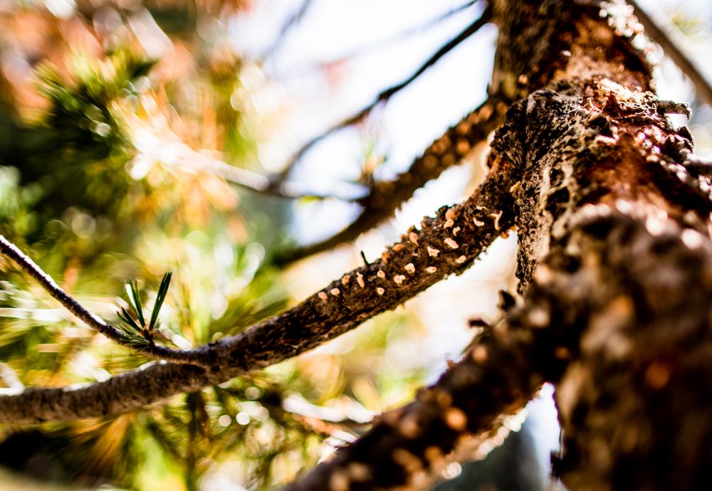 Small, mushroom-like growths dot the woody branches of a pine tree.