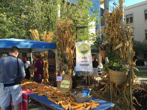 Visitors can see shell their own popcorn during Picnic Day celebrations from 9 a.m. to 3 p.m. in the courtyard in front of the Plant and Environmental Sciences building, by the south entrance.