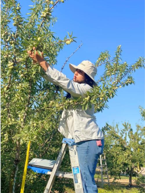A woman stands on a ladder and picks almonds from the trees around her. 