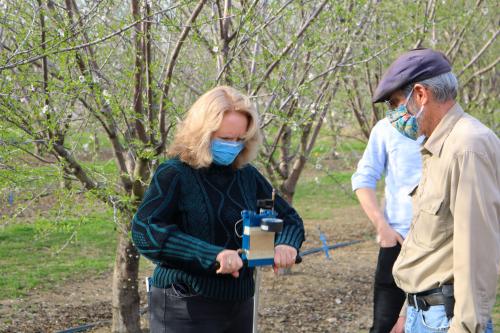 Provost Croughan stands in an orchard using a device to measure leaf water status