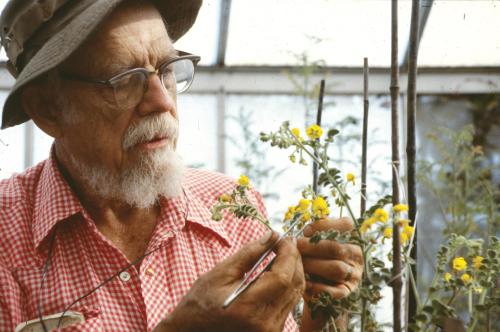 Charles Rick working in the greenhouse.