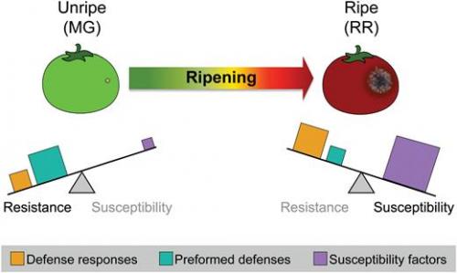 A visual model of how the balancing-act between components contributing to disease resistance and susceptibility changes during the ripening process.