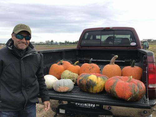 pumpkins