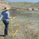 Elise Gornish in the field