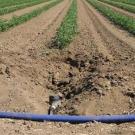 Subsurface drip irrigation