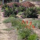 Flowering landscape plants