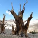 Bristlecone pine tree