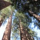 Redwood tree