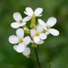 Arabidopsis thaliana