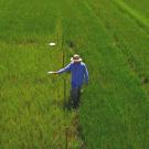 Researcher in field with handhel GreenSeeker