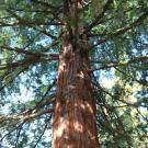 Redwood tree