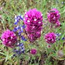 Lupine and denseflower Indian paintbrush flowers