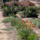 Landscape plants in the trial