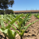 Close-up photo of spinach seedlings