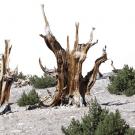 Bristlecone pine trees