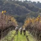 Mixed cropping system