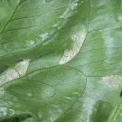 Downy mildew on lettuce