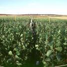 Free Air CO2 Enrichment facilities like this one in Italy blast crops with air containing increased amounts of carbon dioxide. This helps researchers understand plant responses to future climate change. (Gail Taylor/UC Davis)