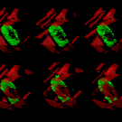 How pllant cell walls form