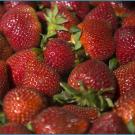 photo of strawberries