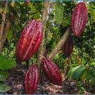 cacao pods