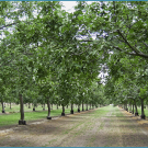 Mature walnut orchard