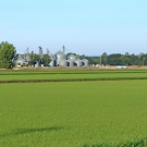 Rice field