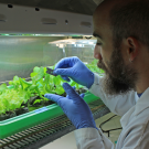 Graduate student Cristian Jacob, in Maeli Melotto’s lab, handling a genetically diverse population of lettuce plants contaminated with Salmonella enterica and E. coli 0157:H7.