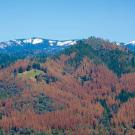 Sierra forest landscape