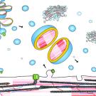 Graphic of plant cell components