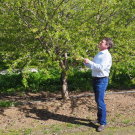 Patrick Brown, Plant Sciences, UC Davis, studies almond trees as part of his research on nitrogen fertilization practices. (photo by Pedro Lima/UC Davis)