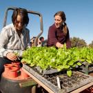 Students planting seedling