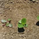 Weed seedlings in field