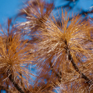 Dead needles on tree in the Sierra National Forest (photo US Forest Service, Pacific Southwest Region 5)