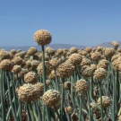 Onions being grown for seeds production.
