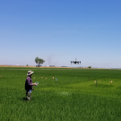 Telha Rehman, Ph.D. student in Bruce Linquist's lab, using a drone in research trials on rice production. (photo Bruce Linquist/UC Davis)