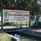 Rice Experiment Station, Biggs, California. (photo Ann Filmer/UC Davis)