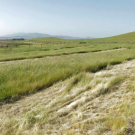 A strip of grassland seeded with native perennials, with expectation that the native perennials will eventually move into the non-seeded areas.