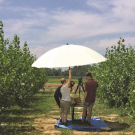 Measuring leaf size as an indicator of crop vigor and drought tolerance in a bioenergy poplar plantation