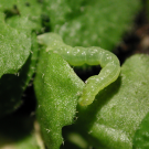 Cabbage looper consuming an Arabidopsis plant.