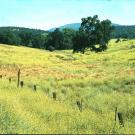 A severe infestation of yellow starthistle in Calaveras County.