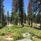 Researcher Paul Excoffier during field work about plant diversity and wildfire in the Sierra Nevada. (Clark Richter/UC Davis)