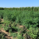 Hemp in breeding plots at UC Davis in late August 2019. (Charlie Brummer/UC Davis)