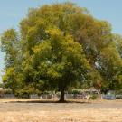 urban heat island in Sacramento