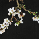 Flowering branch of Kester showing dense flower and spur production. (courtesy Tom Gradziel/UC Davis).