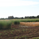 Kernza and wheat fields, Russell Ranch, UC Davis. Research by Mark Lundy. (photo Ann Filmer/UC Davis)