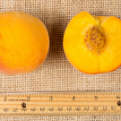 Cling peaches