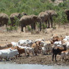 Elephants and cattle in Africa. (photo Dino Martins)