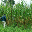 Javier López inspecciona el maíz gigante Mixe mientras trabaja con científicos de la Universidad de California. (foto Allen Van Deynze, UC Davis). 